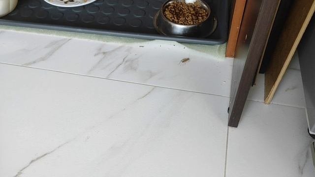 МУХОЛОВКА ДРУГ ЧЕЛОВЕКА! 21-02-2025