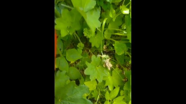 Zioła kobiet. Przywrotnik pospolity-Spacer po zioła.