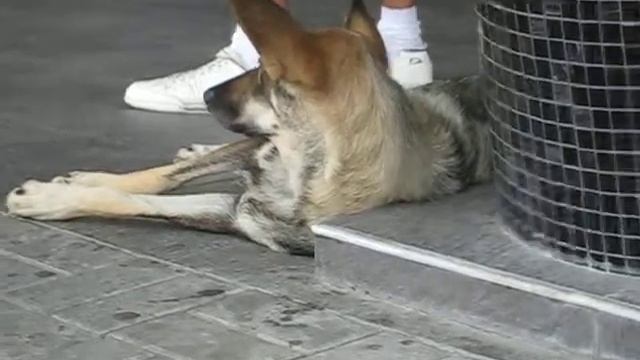 Собачка