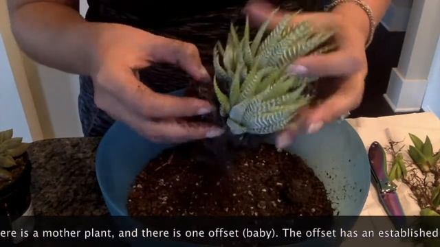 H & C Tutorial #6, Separating Succulents