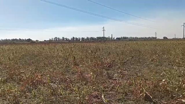 cosechando rebrote de sorgo!!