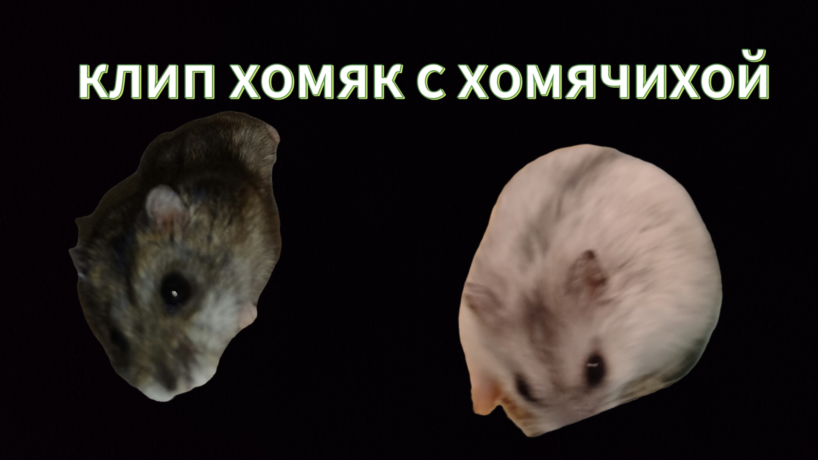 клип хомяк с хомячихой