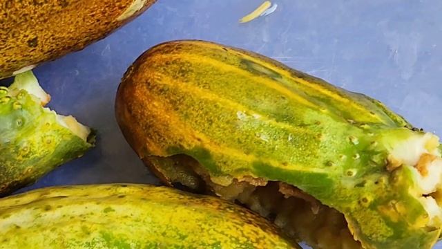 Fruit Fly Larvae Inside Cucumber | Pest of Cucumber | Insect Behaviour