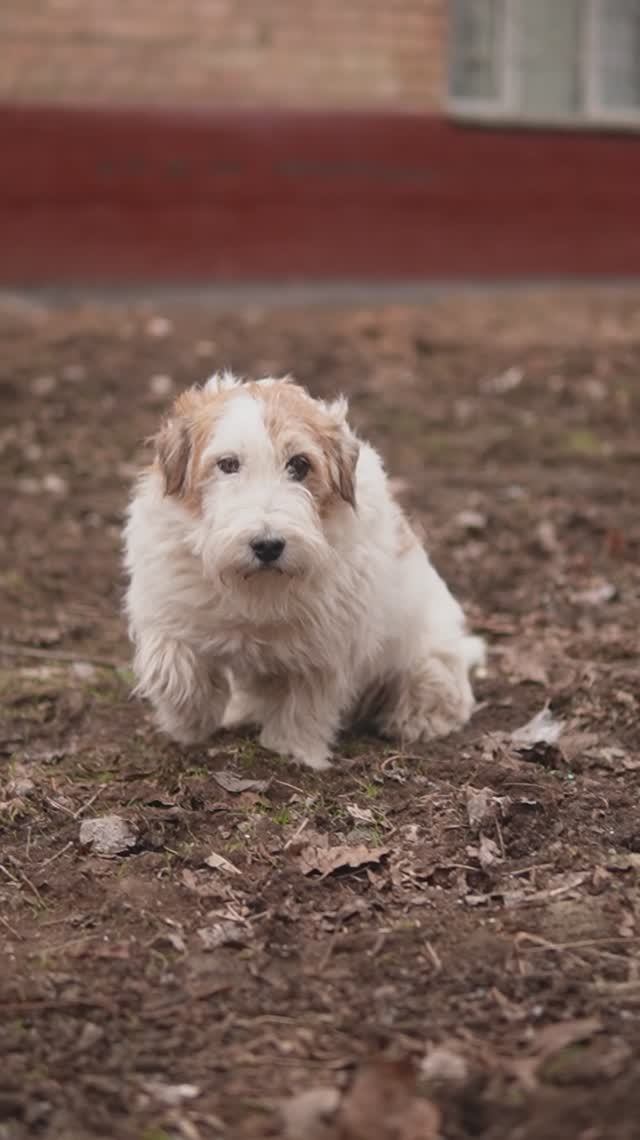 ❓А вы защищаете животных, если их обижают хулиганы?
#pov #story