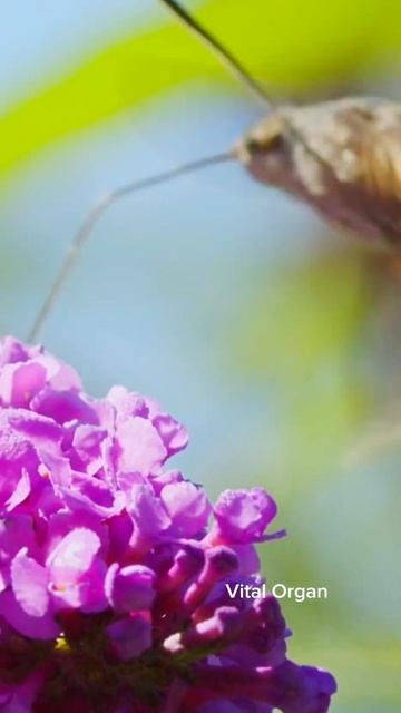 Garden's Aerial Illusion: The Astonishing Dance of the Hummingbird Hawk Moth #shorts