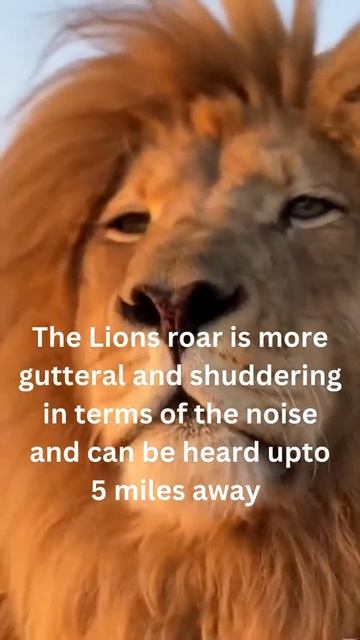 Lion Vs Tiger Scariest Roar! #animalfacts #facts
