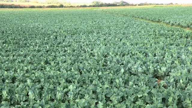 Syngenta: Using Innovation to Feed the World