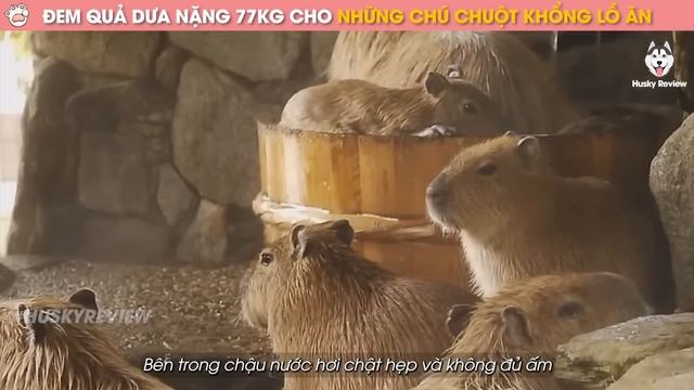 Review Chuột Lang Nước Capybara Bộ Trưởng Bộ Ngoại Giao Của Thế Giới Tự Nhiên || Husky Review
