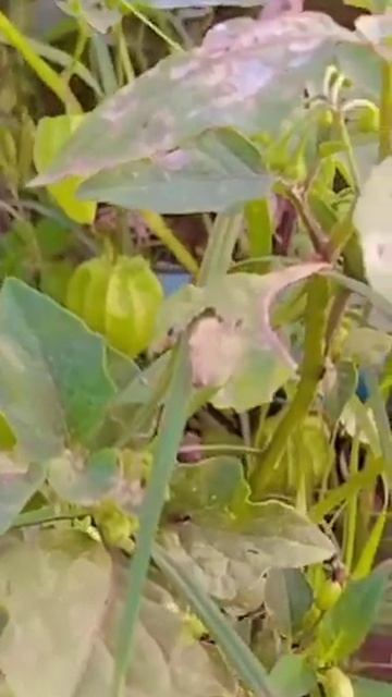 solanum nigrum...(makoi plant)..having white spot  (powdry mildew..)fungus..