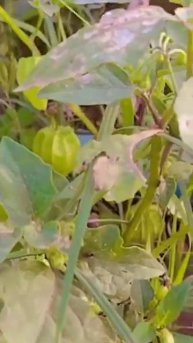 solanum nigrum...(makoi plant)..having white spot (powdry mildew..)fungus..