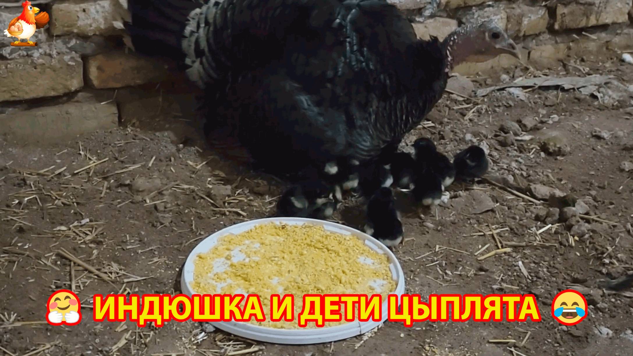 Индюшка воспитывает цыплят Джерсийский гигант 🦃🐤🐥