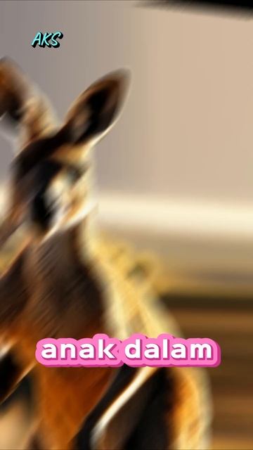 Kangguru betina memiliki tiga saluran reproduksi dan dua rahim. Ini memungkinkan mereka untuk hamil