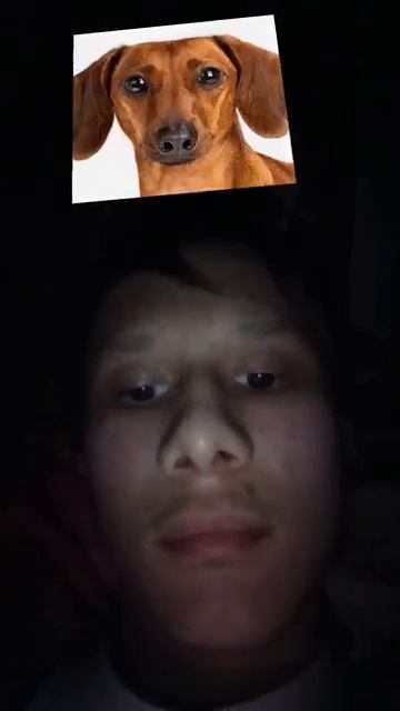 Я походу мопс