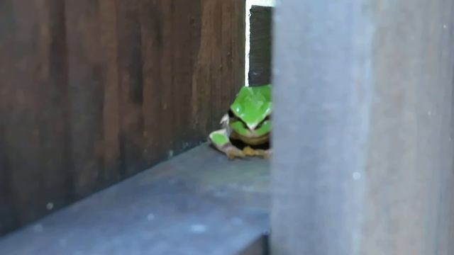 ニホンアマガエルHyla japonica Günther, 1859の脱皮