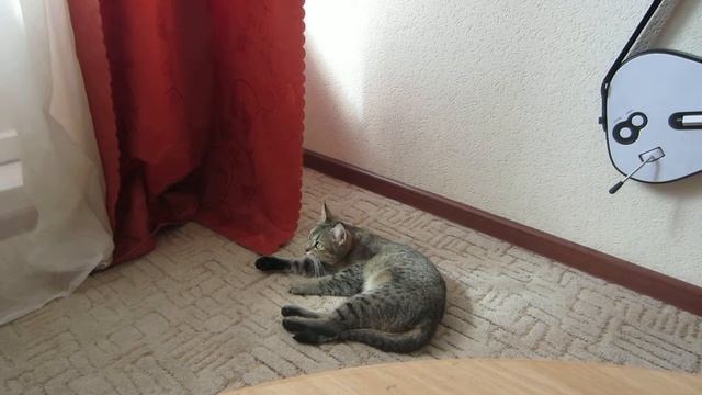 Шакира и кошачьи вопли