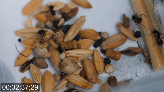 🐜Ants Time lapse🐜 - Messor barbarus collecting seeds