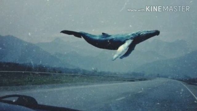 Сини кит