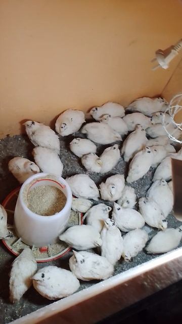 Мой курятник