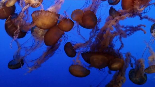 MAH00381.MP4, Sea Nettle, Chrysaora Fuscescens, Monterey Bay Aquarium, Monterey, California, USA
