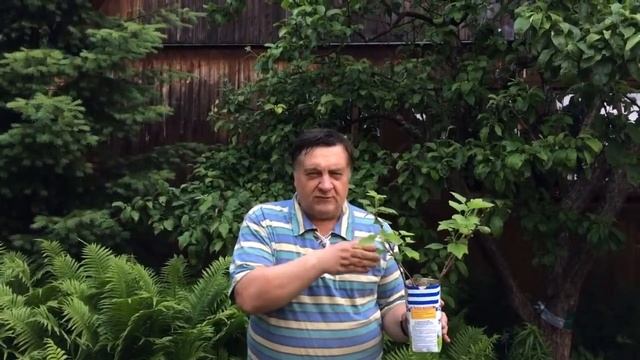 Как укоренившиеся в воде черенки черной смородины приучить к земле