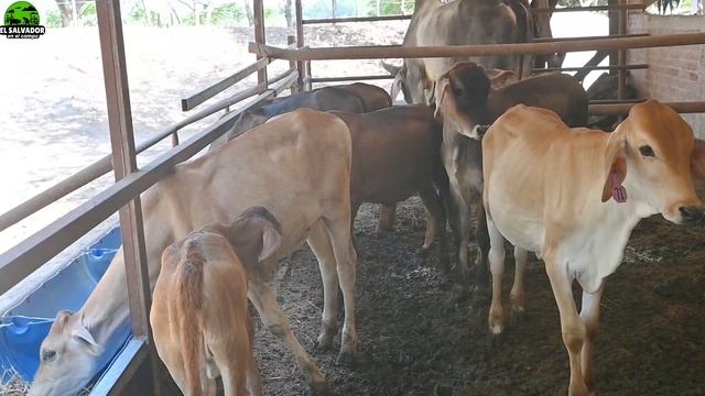 Hacienda el Picudo vende Terneras Jeysey y Guserat con Jeysey - El Salvador en el campo