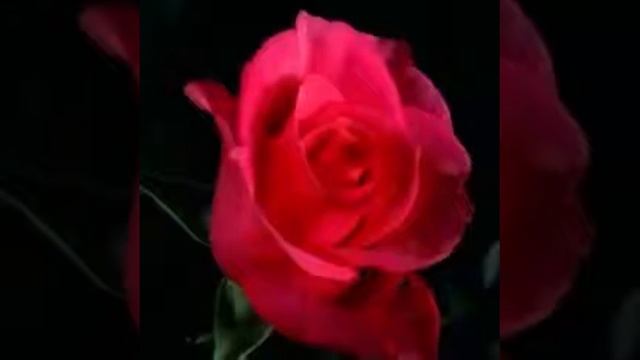 Fleur