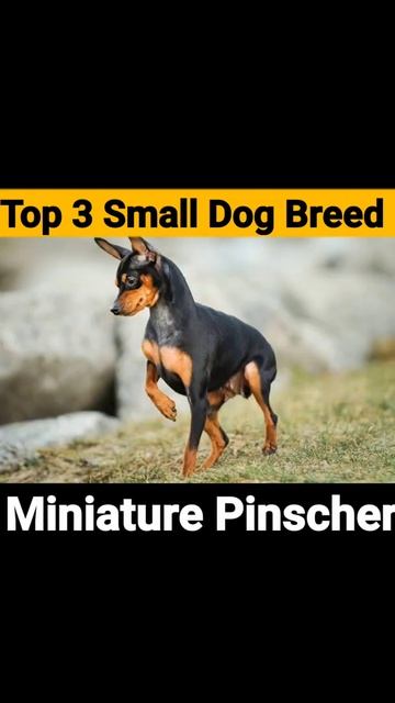 Top 3 Small And Active Dog Breeds .