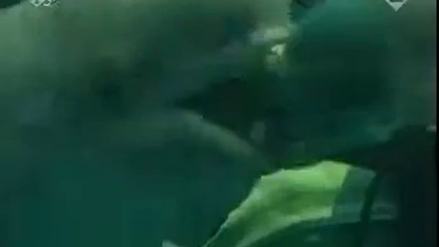 Как интересно Дельфин пускает кольца