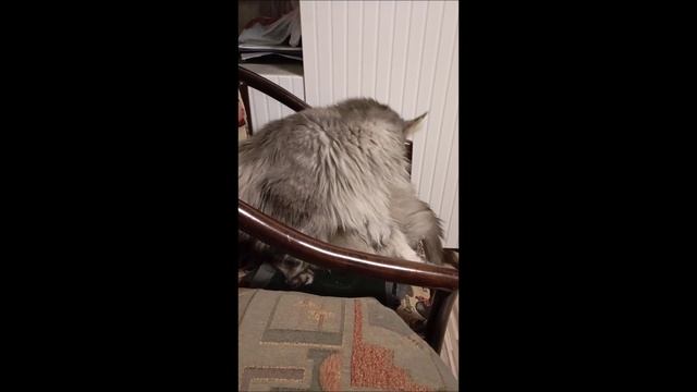 Коты