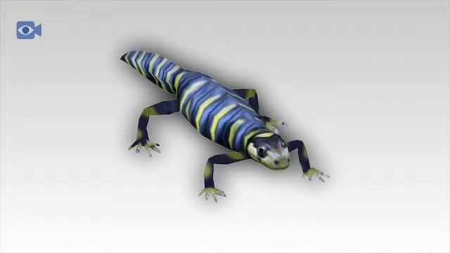 Tiger Salamander