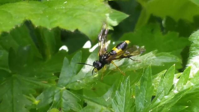 Tenthredo temula