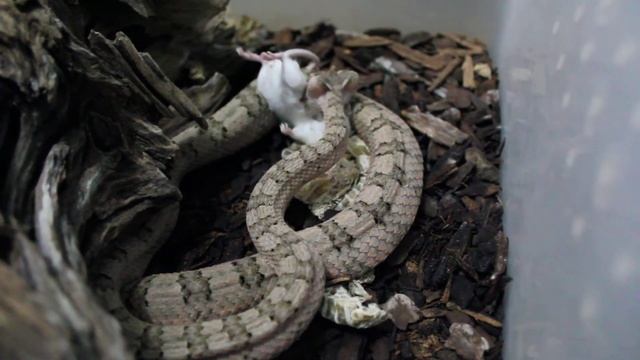 Protobothrops cornutus feedng