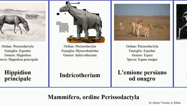 Mammifero, ordine Perissodactyla equus tapirus rhinoceros zebra augustus mammal sinensis scotti