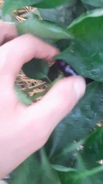 Перец; чёрный принц.