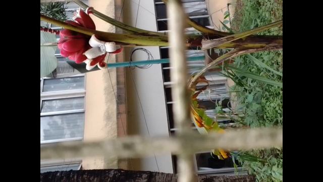 ia mai terik agangnatbo da.osa angadi nikka