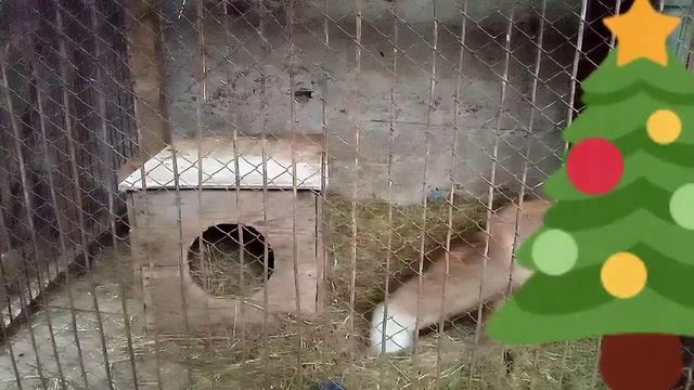 157. Дикая лиса Маркиза и котик Амур, новогодний выпуск!