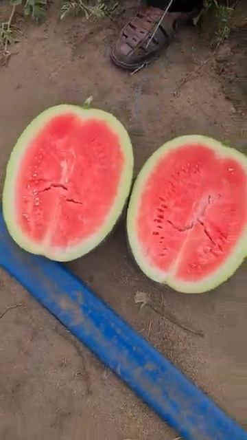 Ред Гарнет бессемянный арбуз 🍉