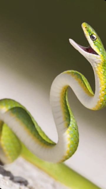 Boomslang Snake|| Dispholidus typus|| Thakur Ravindar #snake #shorts