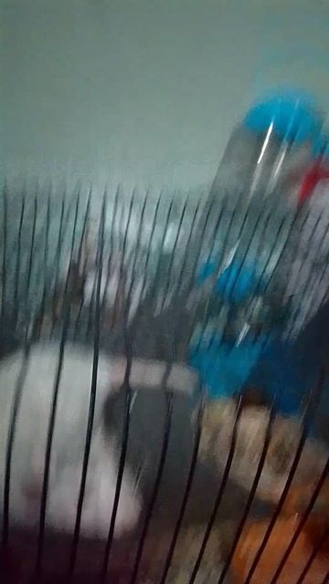 крыса томас