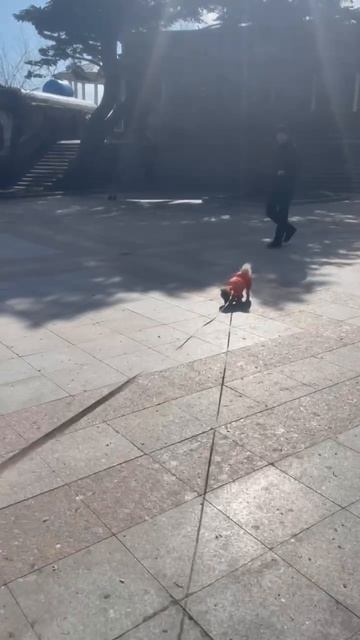 Ялта 💖💖💖 Мирася гоняет голубей 🤣🤣🤣