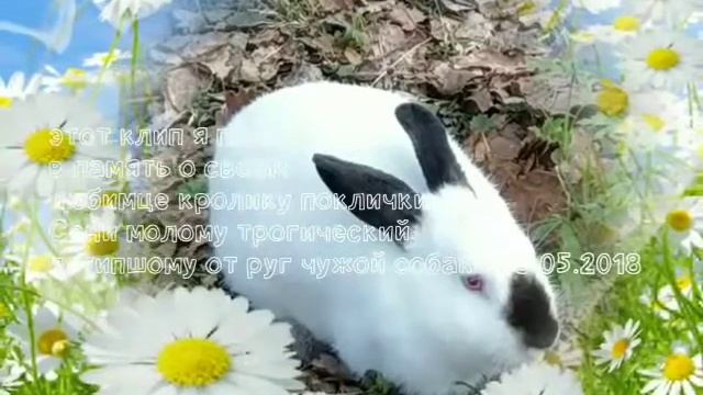 я посвящяю это клип в память своему любимцу кролику поклички Сени молому