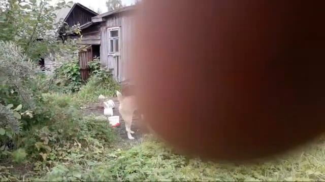 Новые Животные