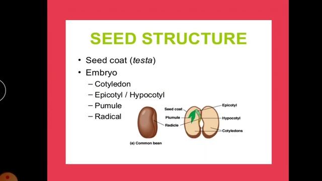 #Structure_Of_Seed#