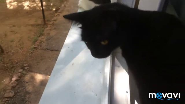 Милое видео. Кошки выходят через окно! Кошки ютуберы.