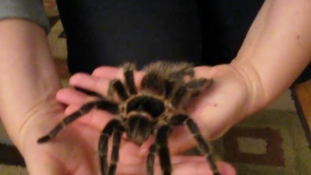 Handling my 8" L. Difficilis Huge Tarantula :D