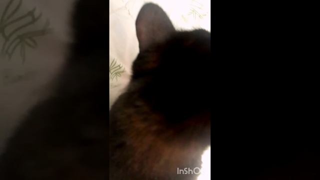 Укрощение строптивого  перемирие с котом #cat #catvideos