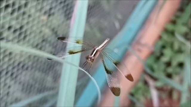Very cool dragonfly with black wingtips