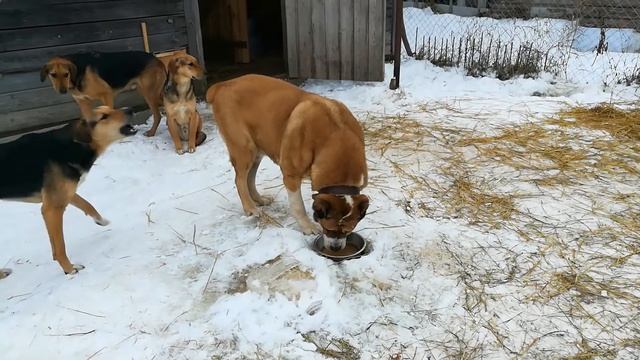 Алабайка в вольере