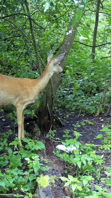 🦌 косуля / фотоловушка sjcam m50