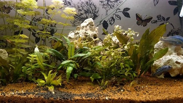 Melanochromis johanni